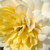 Žuta - Floribunda ruže - Nadine Xella-Ricci